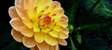 yellow and orange flower