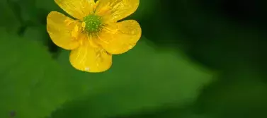 yellow flower