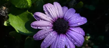 purple flower with water