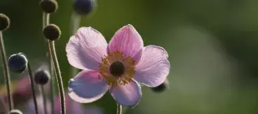 small pink flower